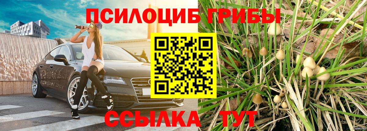 Псилоцибиновые грибы Psilocybe Назарово